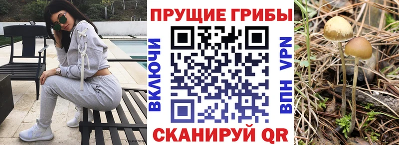 blacksprut зеркало  купить  цена  Северск  Галлюциногенные грибы мухоморы 